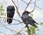 Corvo imperiale (Corvus corax) © Tiziana Ciaghi