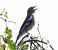 Fringuello (Fringilla coelebs) © Tiziana Ciaghi