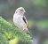Cardellino (Carduelis carduelis) © Tiziana Ciaghi