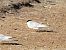 Fraticello (Sternula albifrons) © Dario Salemi