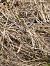 Vipera comune (Vipera aspis) © Cornaggia Davide