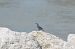 Passero solitario (Monticola solitarius) © Eugenio Chernolyev