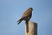 Gheppio (Falco tinnunculus) © Gianfranco Venturini