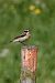Stiaccino (Saxicola rubetra) © Walter Fauster