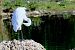 Airone bianco (Ardea alba) © Angelo Matteucci