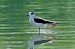 Cavaliere d'Italia (Himantopus himantopus) © Angelo Matteucci