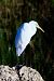 Airone bianco (Ardea alba) © Angelo Matteucci