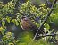 Zigolo muciatto (Emberiza cia) © Federico Cossettini