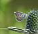 Polyommatus icarius # * © Denise Schneider