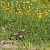 Cesena (Turdus pilaris) © Denise Schneider
