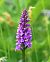 Dactylorhiza indet. group. maculata  - Denise Schneider