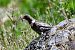 Merlo dal collare (Turdus torquatus) © Claudio Ciullo