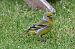 Venturone alpino (Carduelis citrinella) © Claudio Ciullo