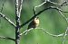Zigolo nero (Emberiza cirlus) © Claudio Ciullo