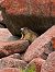 Marmotta (Marmota marmota) © Matteo Frassi