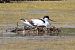 Avocetta (Recurvirostra avosetta) © Maurizio Parenti