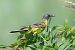 Cutrettola (Motacilla flava) © Maurizio Parenti