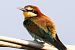Gruccione (Merops apiaster) © Maurizio Parenti