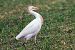 Airone guardabuoi (Ardea ibis) © Maurizio Parenti