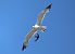 Gabbiano reale (Larus michahellis) © Maurizio Parenti