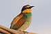 Gruccione (Merops apiaster) © Maurizio Parenti