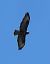 Poiana (Buteo buteo) © Sergio Enrico Gallo