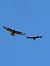 Cornacchia grigia (Corvus cornix) © Sergio Enrico Gallo