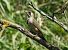 Picchio verde (Picus viridis) © Massimo Angei
