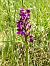 Anacamptis morio © Francesca Tami (FVG)