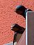 Rondine (Hirundo rustica) © Gianni Garofalo