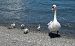 Cigno reale (Cygnus olor) © Giovanni Fontana