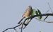 Zigolo muciatto (Emberiza cia) © Giovanni Fontana