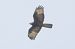 European Honey Buzzard (Pernis apivorus) © Giovanni Fontana