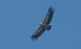 Grifone (Gyps fulvus) © Giovanni Fontana