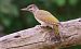 Picchio verde (Picus viridis) © Giovanni Fontana