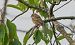 Zigolo muciatto (Emberiza cia) © Giovanni Fontana