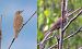 Tordo bottaccio (Turdus philomelos) © Giovanni Fontana