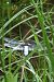 Libellula depressa © Fausto Leandri