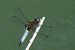 Libellula fulva © Fausto Leandri