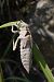 Gemeine Keiljungfer (Gomphus vulgatissimus) © Fausto Leandri