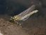Onychogomphus forcipatus  - Fausto Leandri
