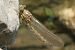 Onychogomphus forcipatus  - Fausto Leandri
