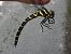 Cordulegaster bidentata © Fausto Leandri