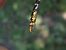 Onychogomphus forcipatus © Fausto Leandri
