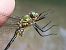 Somatochlora metallica  - Fausto Leandri