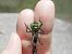 Somatochlora metallica  - Fausto Leandri