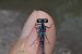 Coenagrion puella © Fausto Leandri