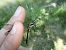 Gomphus vulgatissimus  - Fausto Leandri