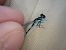 Coenagrion pulchellum  - Fausto Leandri