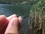Erythromma lindenii  - Fausto Leandri